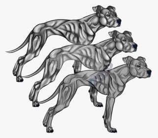 American Pit Bull Terrier Line Art Drawing - Pitbull Lineart, HD Png Download, Transparent PNG