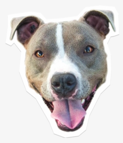 Transparent Pitbull Clipart - Dog, HD Png Download, Transparent PNG