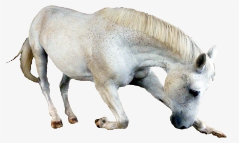 Horse Png Image - Horse Png, Transparent Png, Transparent PNG