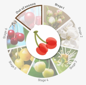 Cherry Wheel Out Of Season, HD Png Download, Transparent PNG