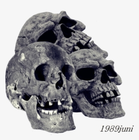 Transparent Pile Of Bones Clipart - Transparent Skull Png, Png Download, Transparent PNG