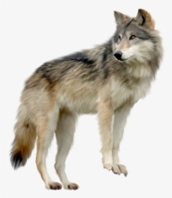 Coyote Clipart Wold - Wolf Png, Transparent Png, Transparent PNG
