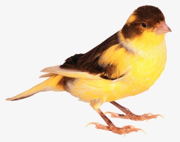 Cute Bird Png Image Transparent - Cute Real Bird Png, Png Download, Transparent PNG