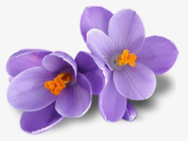 Free Png Crocus Png Images Transparent - Transparent Saffron Flower Png, Png Download, Transparent PNG