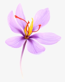 Saffron Is A Spice Coming From The Crocus Flower - Transparent Saffron Flower Clipart, HD Png Download, Transparent PNG