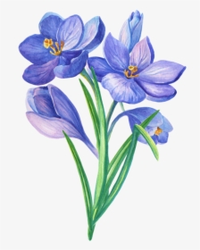 Crocus - Blue Botanical Flower Drawings, HD Png Download, Transparent PNG