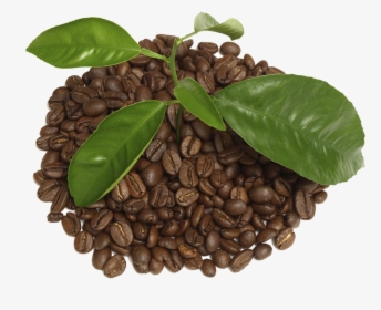 Coffee With Leaf Png - Houseplant, Transparent Png, Transparent PNG