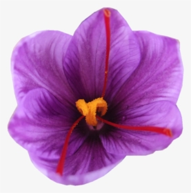 Iranian Saffron Flower Png, Transparent Png, Transparent PNG