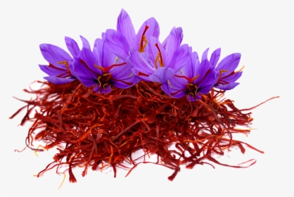 Saffron Png Image File - Kashmir Saffron Flower, Transparent Png, Transparent PNG