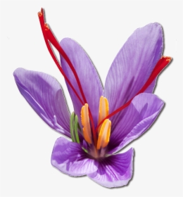 Purple Saffron Flower - Saffron Png, Transparent Png, Transparent PNG
