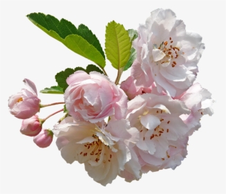 Blossom, Crab Apple, Tree - Apple Blossom Flower Png, Transparent Png, Transparent PNG