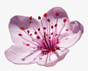 Elower Cherry Blossom Clipart - Flower Cherry Blossom Png, Transparent Png, Transparent PNG