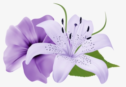 Purple Lily Flower Png, Transparent Png, Transparent PNG