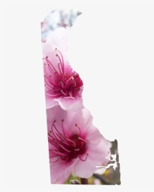 Delaware - Cherry Blossom, HD Png Download, Transparent PNG