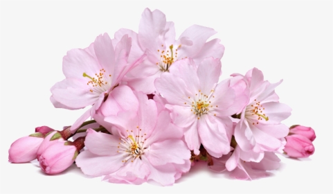 Cherry Blossom Real Png, Transparent Png, Transparent PNG