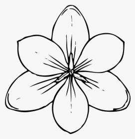 Crocus Flower Top View - Flower Top View Drawing, HD Png Download, Transparent PNG