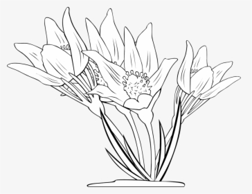 Transparent Anemone Flower Clipart - Free Windflower Illustrations Black And White, HD Png Download, Transparent PNG
