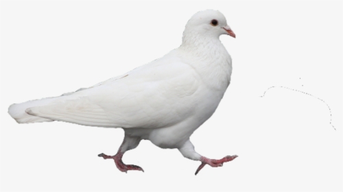 #white #pigeon #bird #pngs #png #cute #trendy #aesthetic - Rock Dove, Transparent Png, Transparent PNG