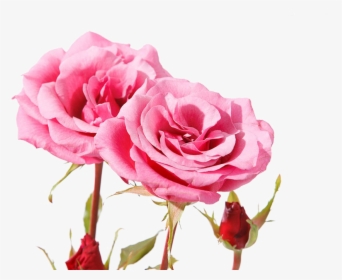 Beautiful Pink Roses - Beautiful Pink Rose Flowers Hd, HD Png Download, Transparent PNG