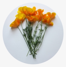 State Flowers - California Poppy Cut Flower, HD Png Download, Transparent PNG