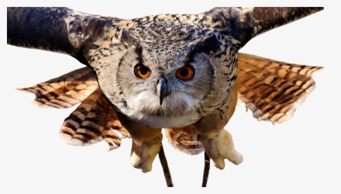 Owl, Bird, Feather, Cute, Plumage, Birds, Animal - Owl Wide, HD Png Download, Transparent PNG