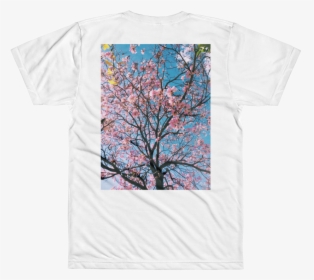Transparent Cherry Blossom Branch Png - Fondos De Pantallas De Arboles Con Flores, Png Download, Transparent PNG