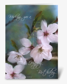 Spring Buds Birthday Card Greeting Card - Spring Buds Birthday Card, HD Png Download, Transparent PNG
