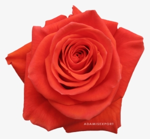 Cayenne Roses, HD Png Download, Transparent PNG