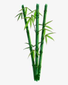 Bamboo Png - Bamboo With No Background, Transparent Png, Transparent PNG