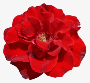 Rose Red Blossom Free Picture - Red Rose Flower White Background Transparent, HD Png Download, Transparent PNG