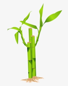 Bamboo Tree Png - Bamboo Clipart, Transparent Png, Transparent PNG