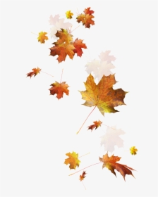 Autumn Color Leaves Leaf Falling Download Hd Png Clipart - Fall Leaves Transparent Background, Png Download, Transparent PNG