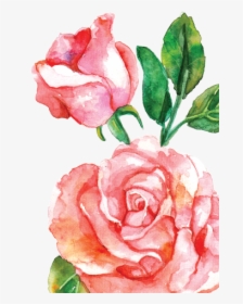 15 Pink Watercolor Roses Png For Free Download On Mbtskoudsalg - Rose Flowers Watercolor Png, Transparent Png, Transparent PNG