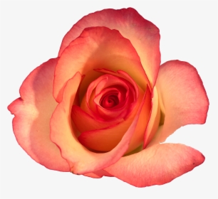 Roses In The Void By Will Gee - Floribunda, HD Png Download, Transparent PNG