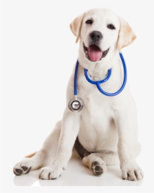 Vet Clinic Png Transparent Vet Clinic Images - Medical Dog, Png Download, Transparent PNG