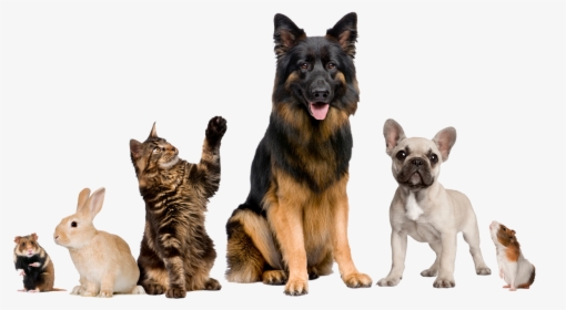 We Care For Many Kinds Of Animals - Dog Walking And Pet Sitting, HD Png Download, Transparent PNG