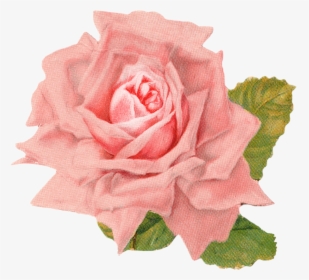 Rose Clipart Vintage Roses - Vintage Rose Image Transparent, HD Png Download, Transparent PNG