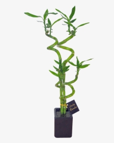Bamboo House Plant Png - Long Dendrobium Orchid Pot, Transparent Png, Transparent PNG