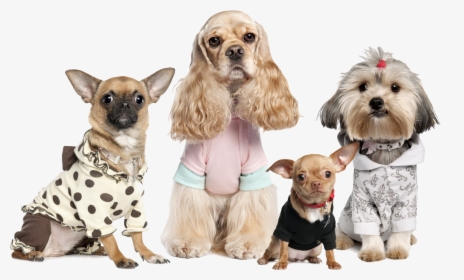 Dogs Variety, HD Png Download, Transparent PNG