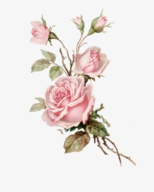 Flower,garden Roses,cut Flowers,pink,rose,rosa � Centifolia,plant,rose - Transparent Background Flower Png, Png Download, Transparent PNG