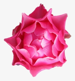 Transparent Rose Petals Falling Png - Rose, Png Download, Transparent PNG