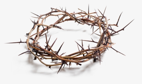 Stock Photography Crown Of Thorns Royalty-free - Crown Of Thorns Png, Transparent Png, Transparent PNG