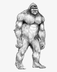 #handdrawn #bigfoot #sasquatch #humananimalhybrid #hybrid - Drawing Of Bigfoot, HD Png Download, Transparent PNG