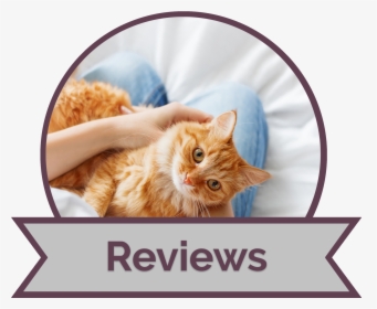 Cat At Home Physical Exam, HD Png Download, Transparent PNG