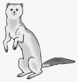 Mink Drawing, HD Png Download, Transparent PNG