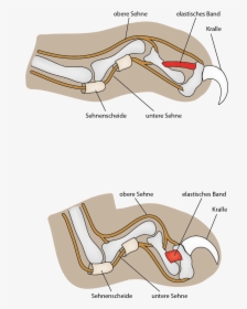 Cat Claw Mechanism - Do Cats Claws Go, HD Png Download, Transparent PNG