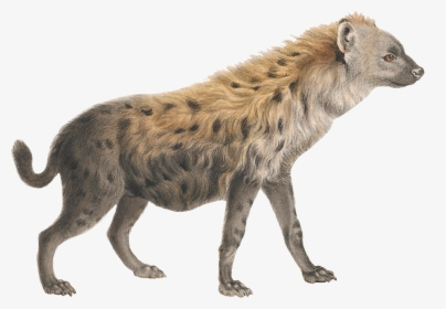 Hyena Png, Transparent Png, Transparent PNG