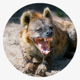 Cheetah Predators , Png Download - Hungry Hyena, Transparent Png, Transparent PNG
