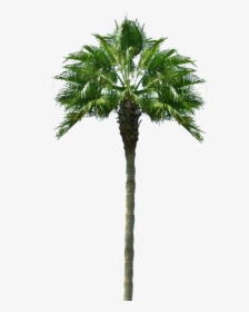 Thumb Image - Palm Tree Desert Png, Transparent Png, Transparent PNG