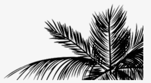 Tumblr Aesthetic Palmera Hojas Planta - White Background Iphone, HD Png Download, Transparent PNG